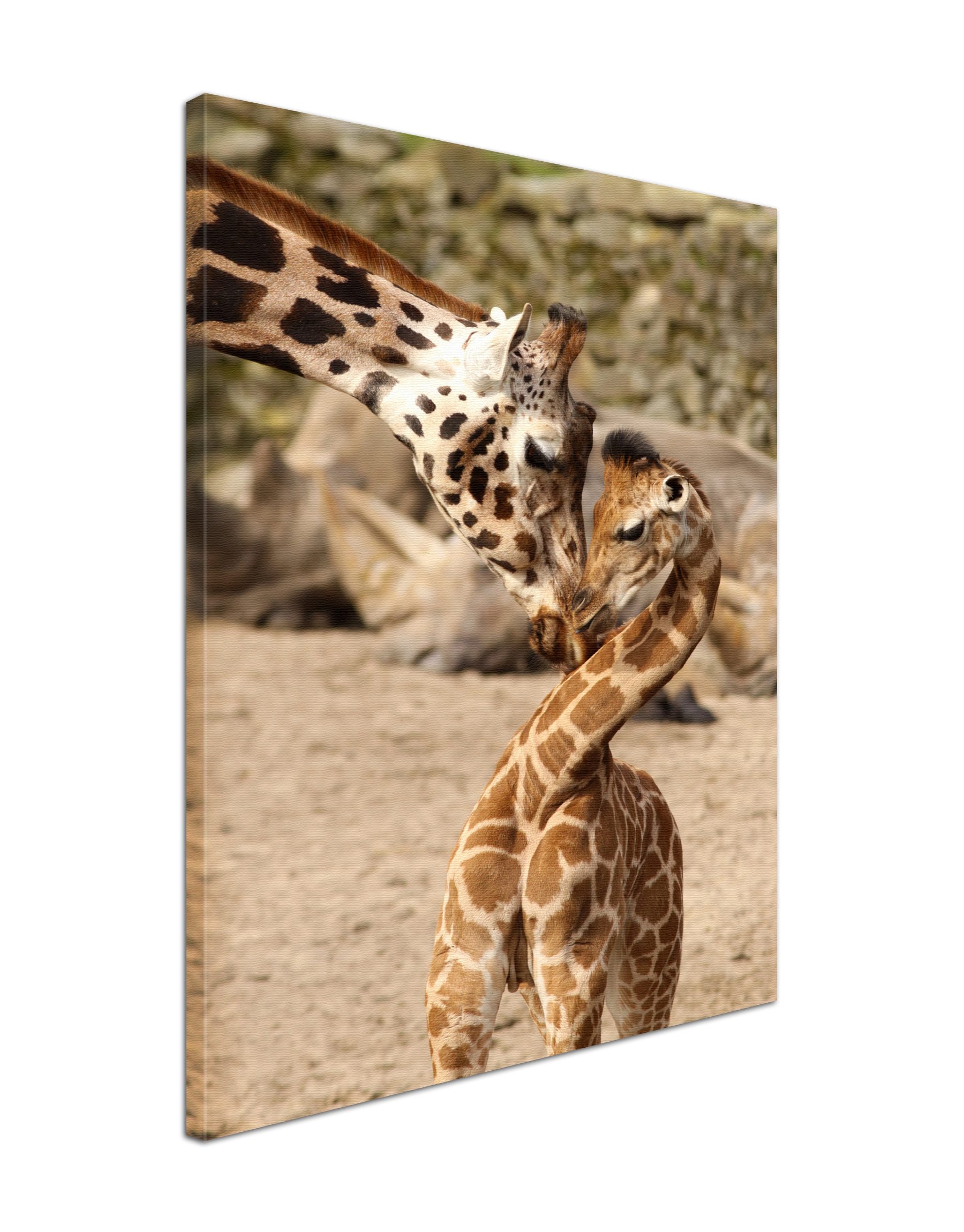 Leinwand Bild edel Tiere Giraffe Mutter & Kind