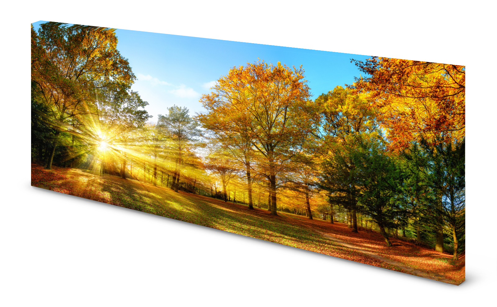 Magnettafel Pinnwand Bild Wald Herbst Indian Summer gekantet