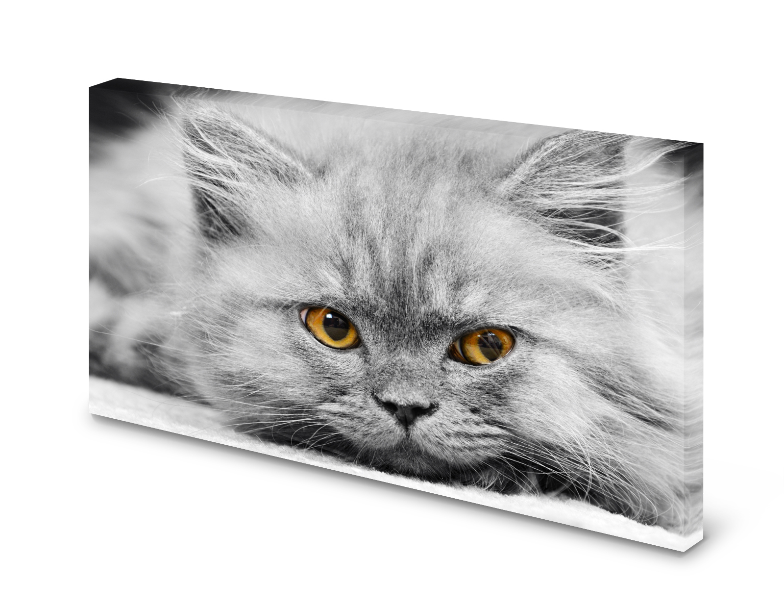 Magnettafel Pinnwand Bild Katze Perser Perserkatze XXL gekantet