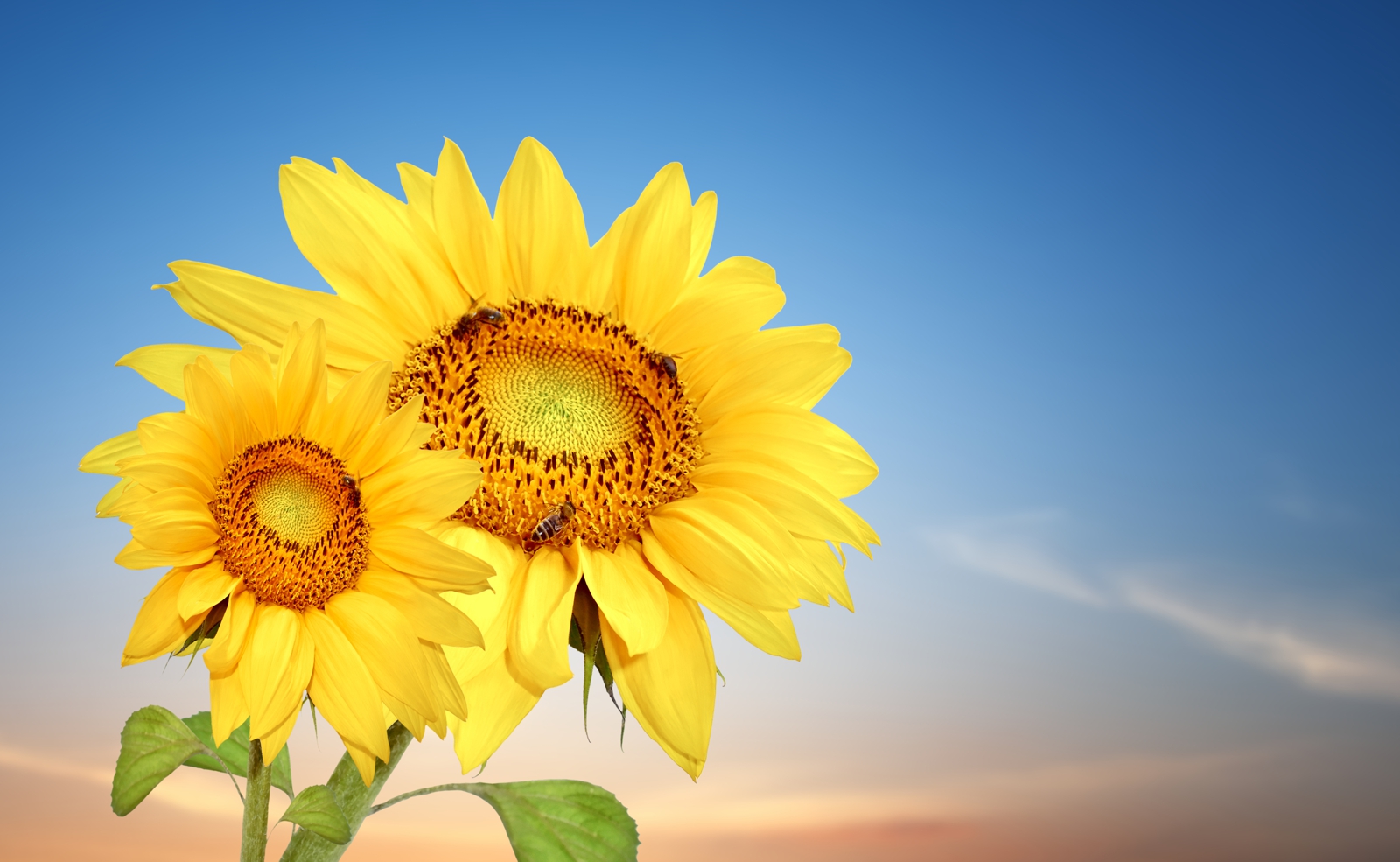 Couchtisch mit Motiv Natur & Blumen Sonnenblumen im Sommerhimmel