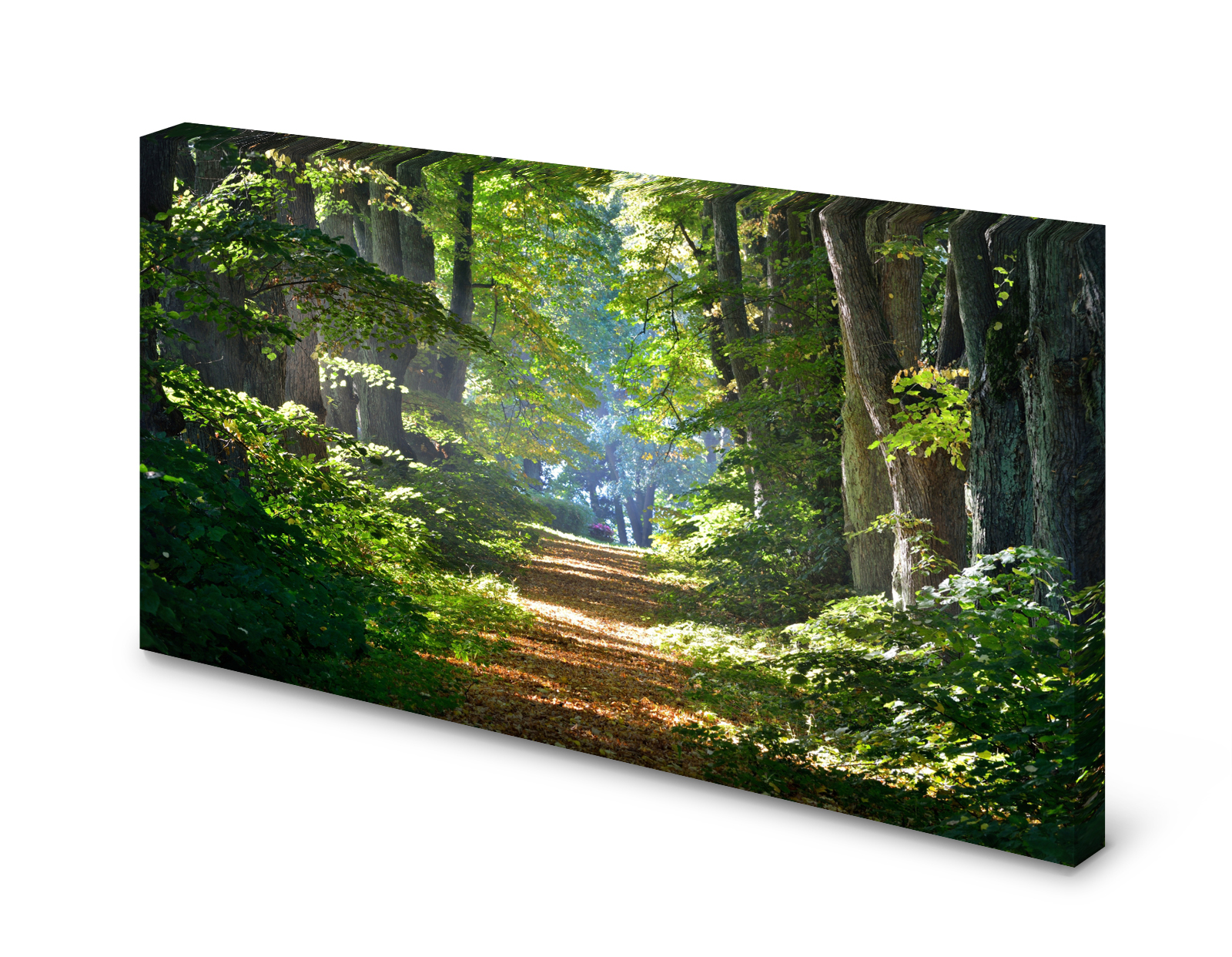 Magnettafel Pinnwand Bild Natur Wald Waldweg Weg Lichtung gekantet