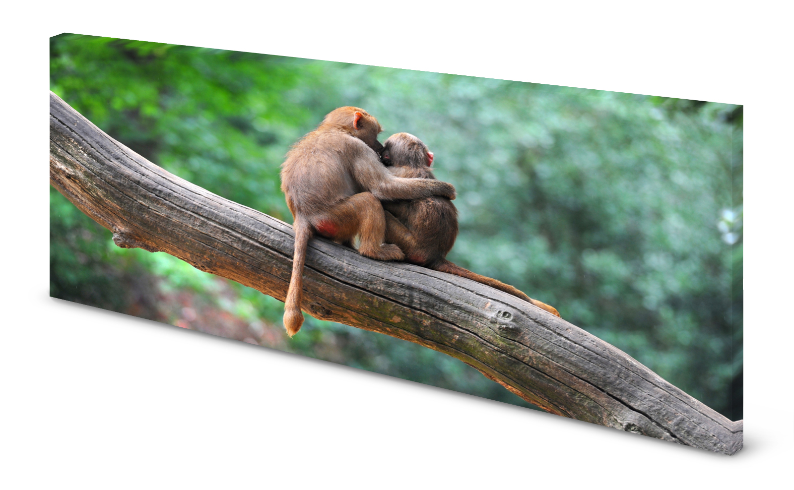 Magnettafel Pinnwand Bild Affe Affen Pavian Freundschaft gekantet