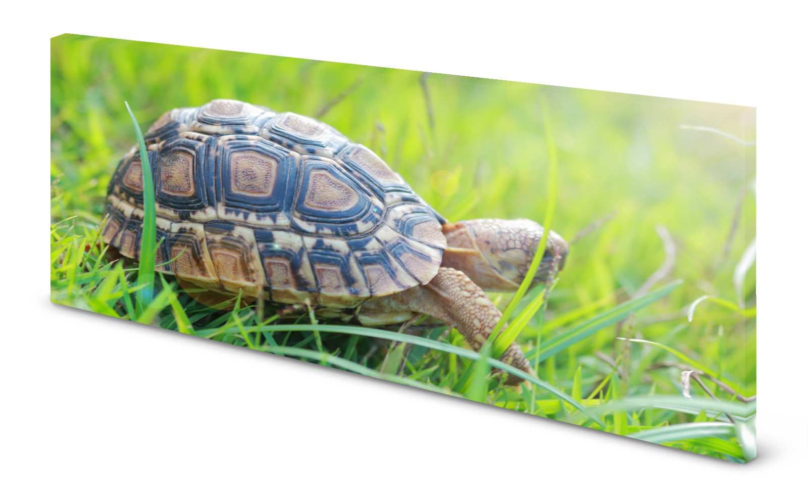Magnettafel Pinnwand Bild Natur Schildkröte Gras gekantet