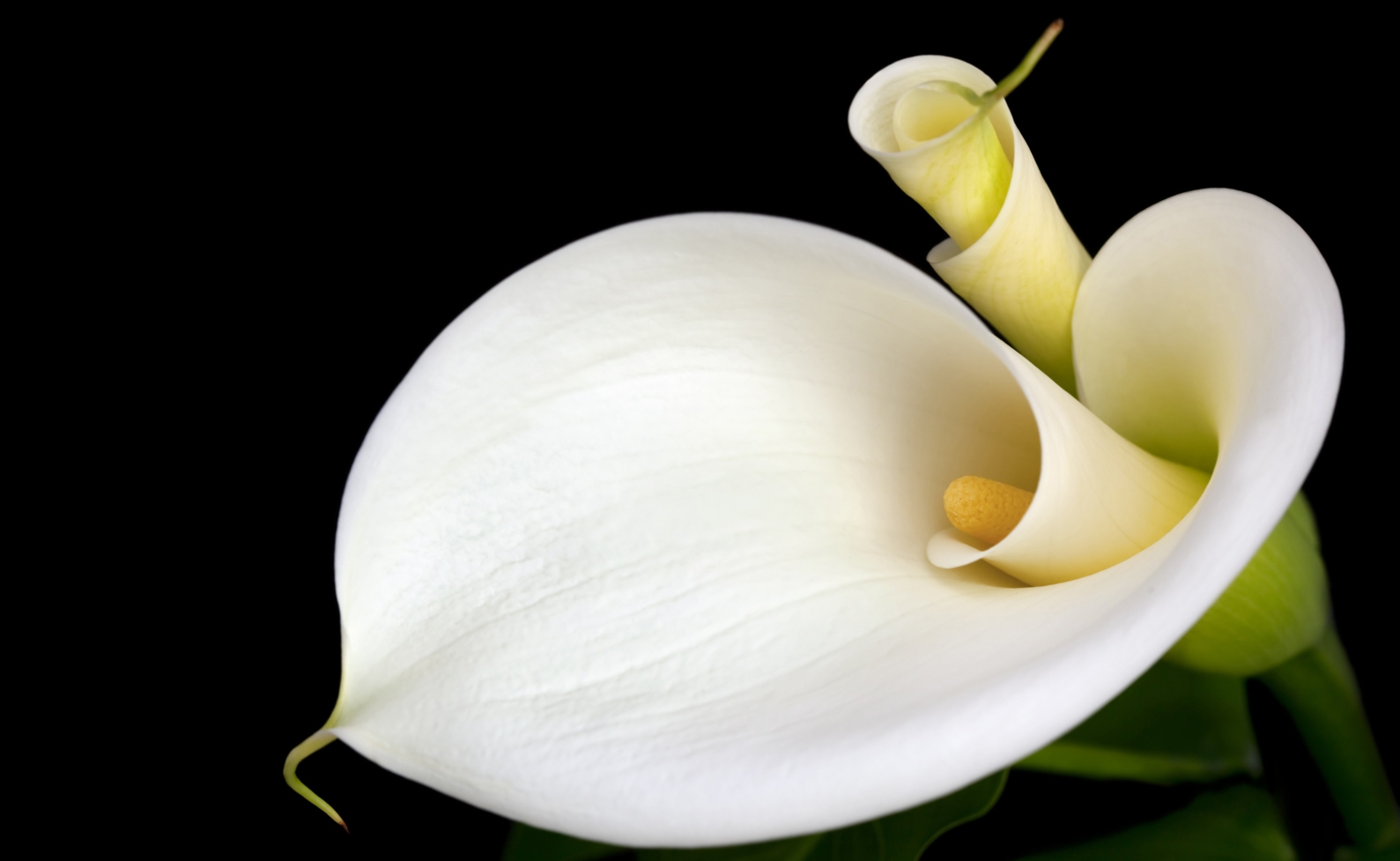 Couchtisch mit Motiv Blumen Calla in weiß