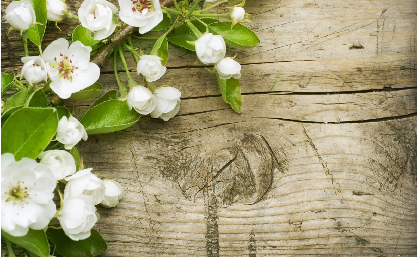 Couchtisch mit Motiv Blumen Apfelblüten auf Holz