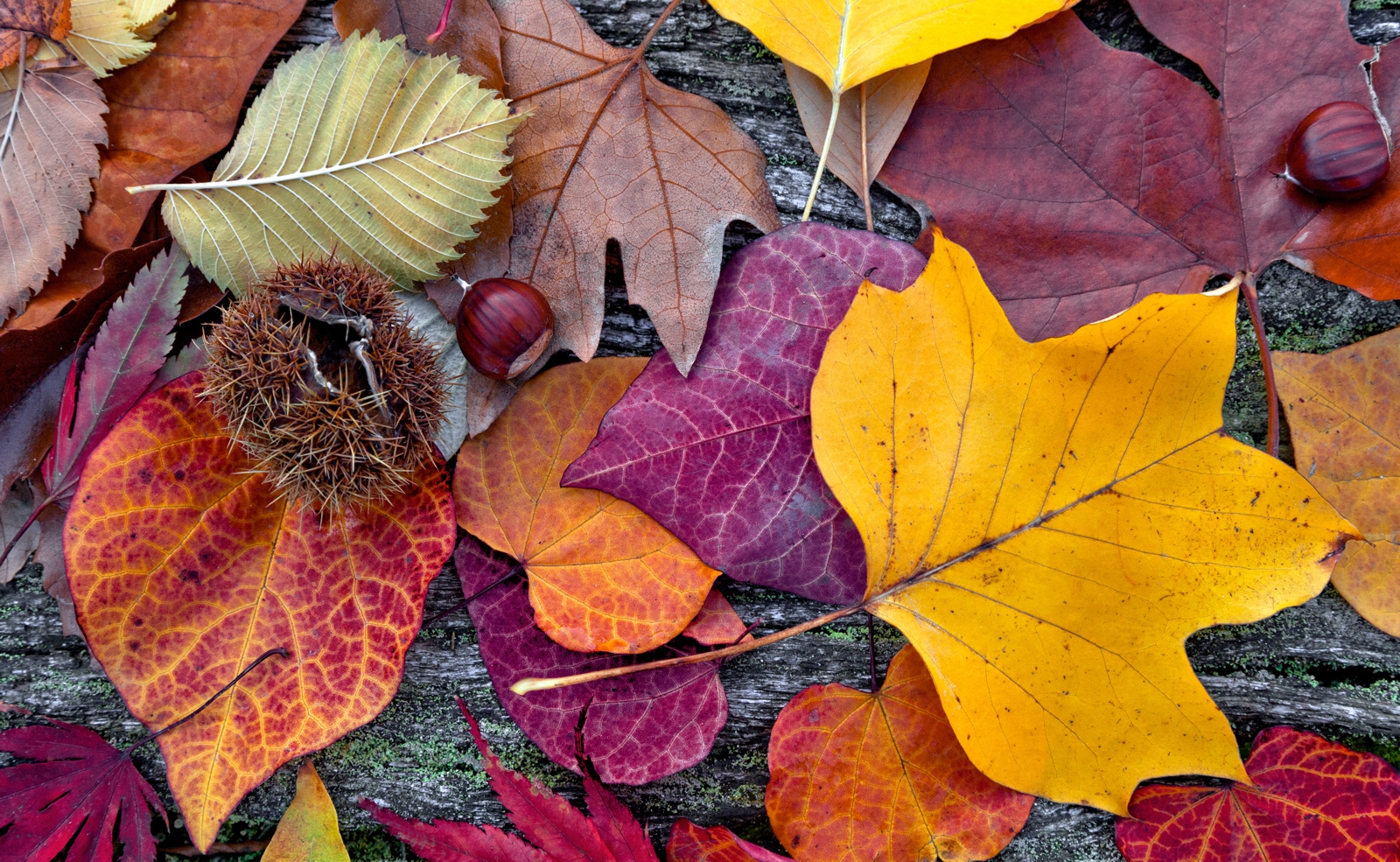 Couchtisch Tisch mit Motiv Bild Blätter Laub Herbst
