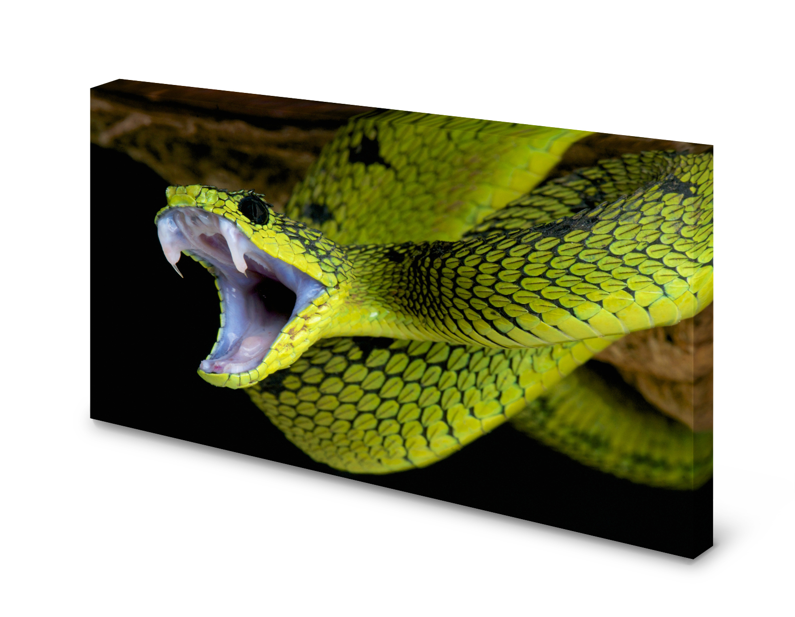 Magnettafel Pinnwand Bild Schlange grün Giftschlange gekantet