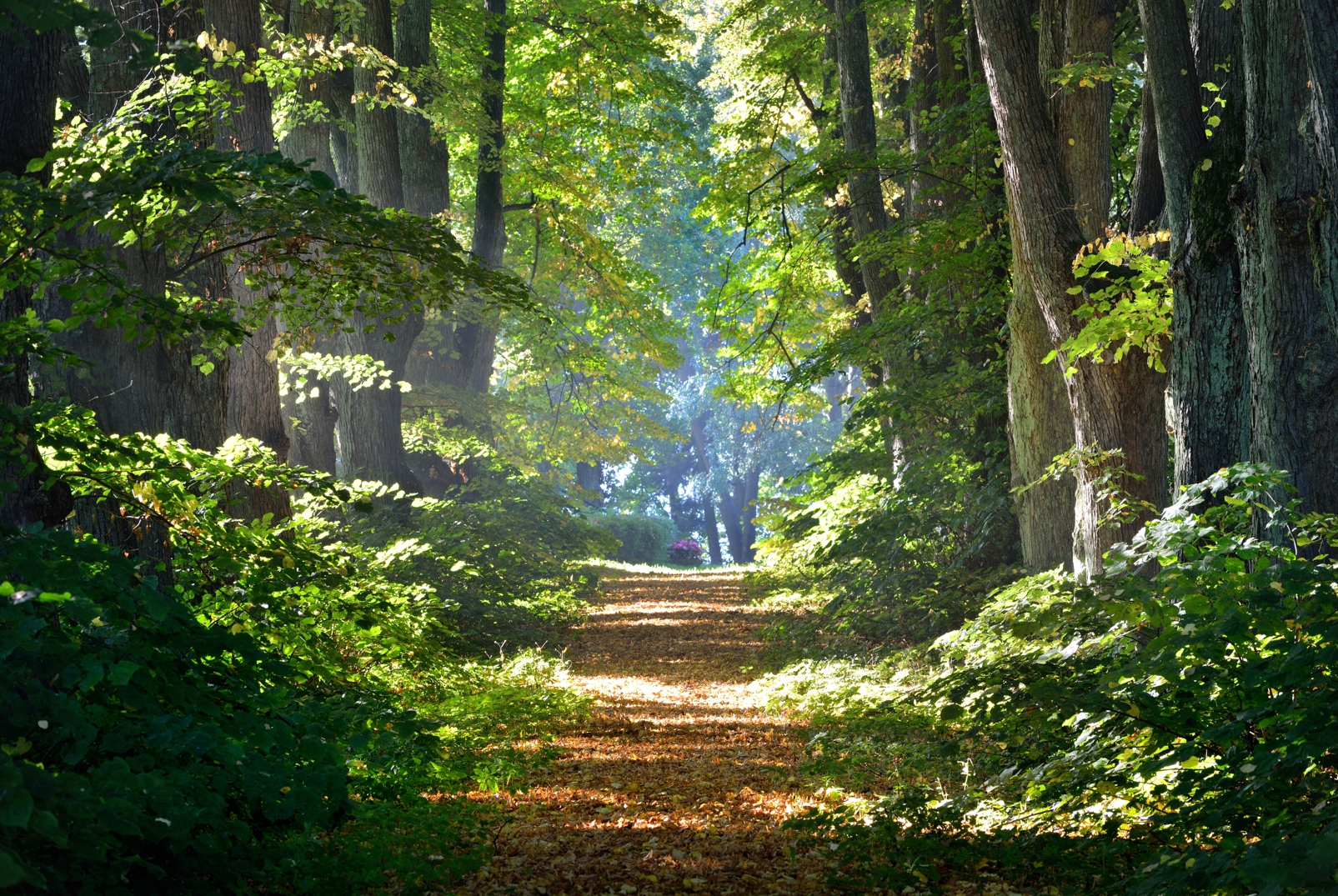 Magnettafel Pinnwand Bild Natur Waldweg Wald Sonne