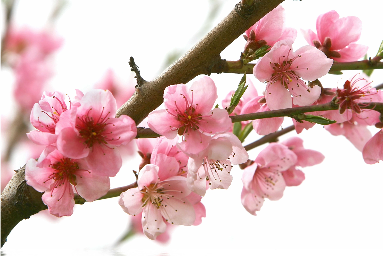 Magnettafel Pinnwand XXL Bild Blumen Kirschblüten Frühling