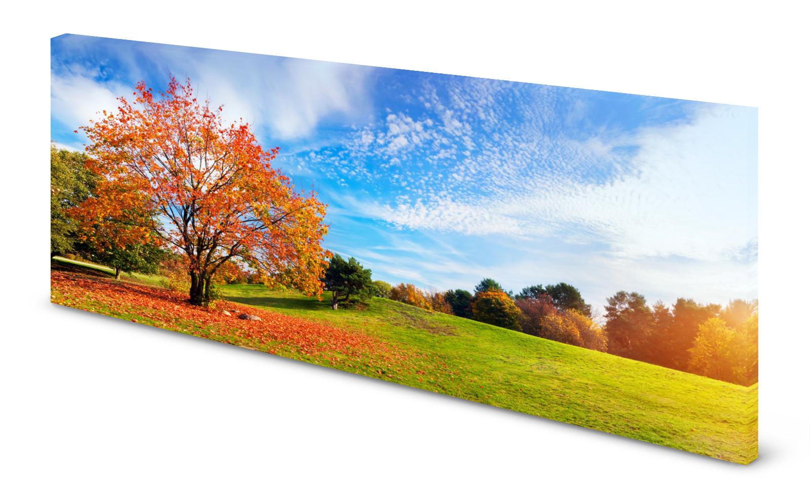 Magnettafel Pinnwand Bild Park Wiese Herbst Sonne gekantet