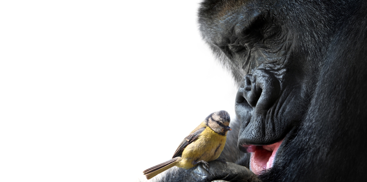 Magnettafel Pinnwand Bild Panorama Gorilla Meise Freundschaft