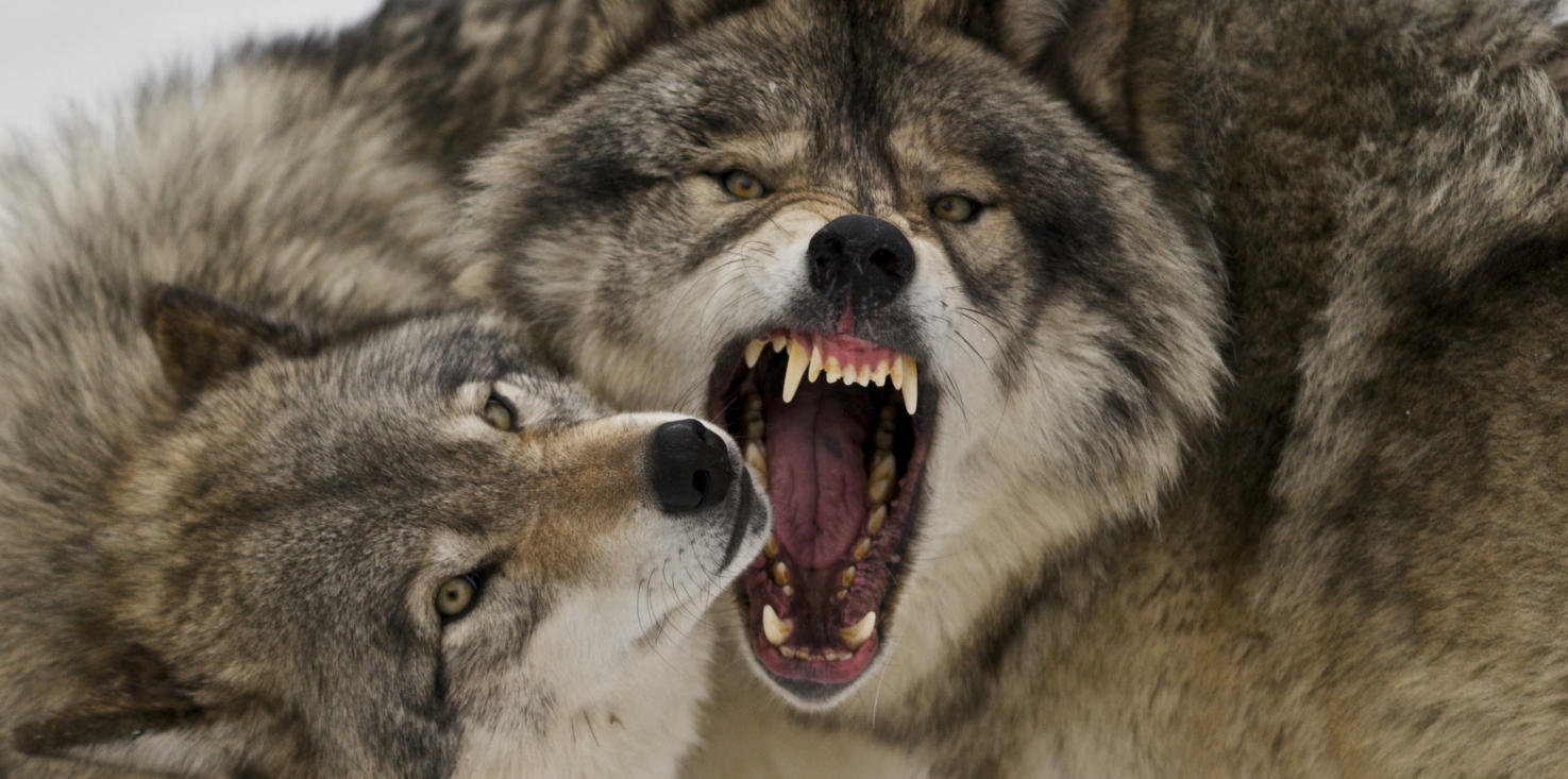 Magnettafel Pinnwand Bild XXL Panorama Wolf Wölfe
