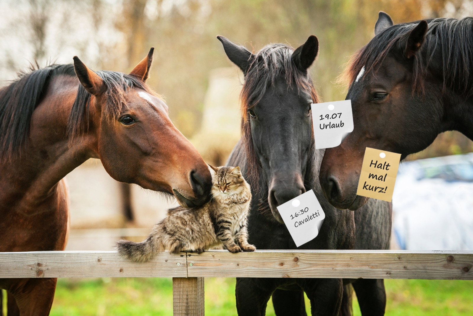 Magnettafel Pinnwand Magnetbild Pferde Katze Freunde