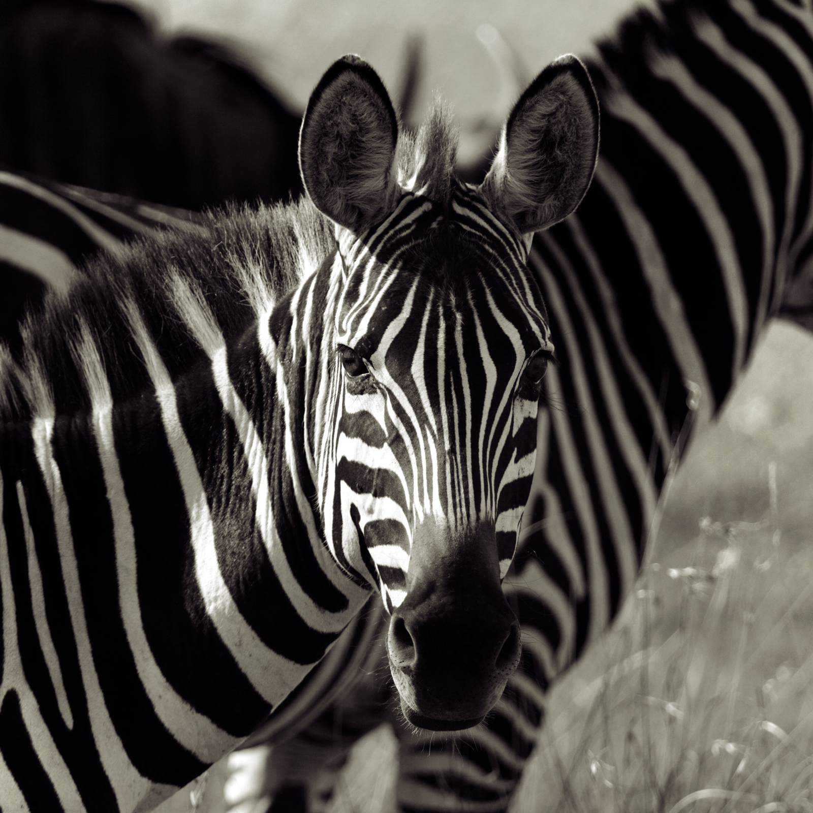 Beistelltisch Couchtisch mit Motiv Tiere Zebra