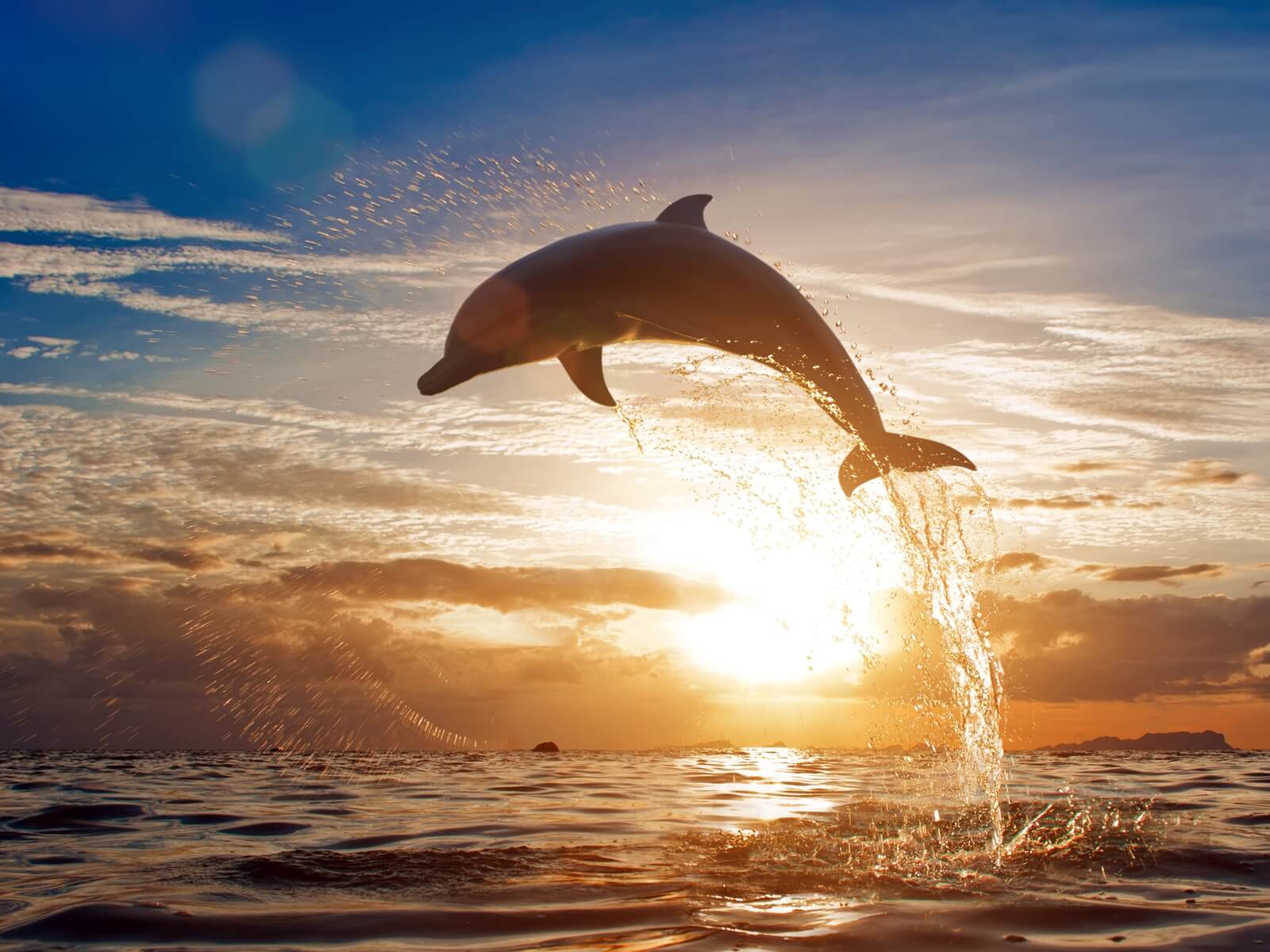 Vlies Tapete  Fototapete Delfin Ozean Sprung Sonne