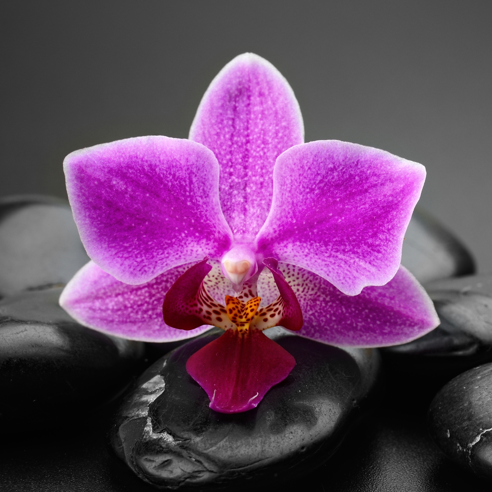 Beistelltisch Couchtisch mit Motiv Blumen rosa Orchidee