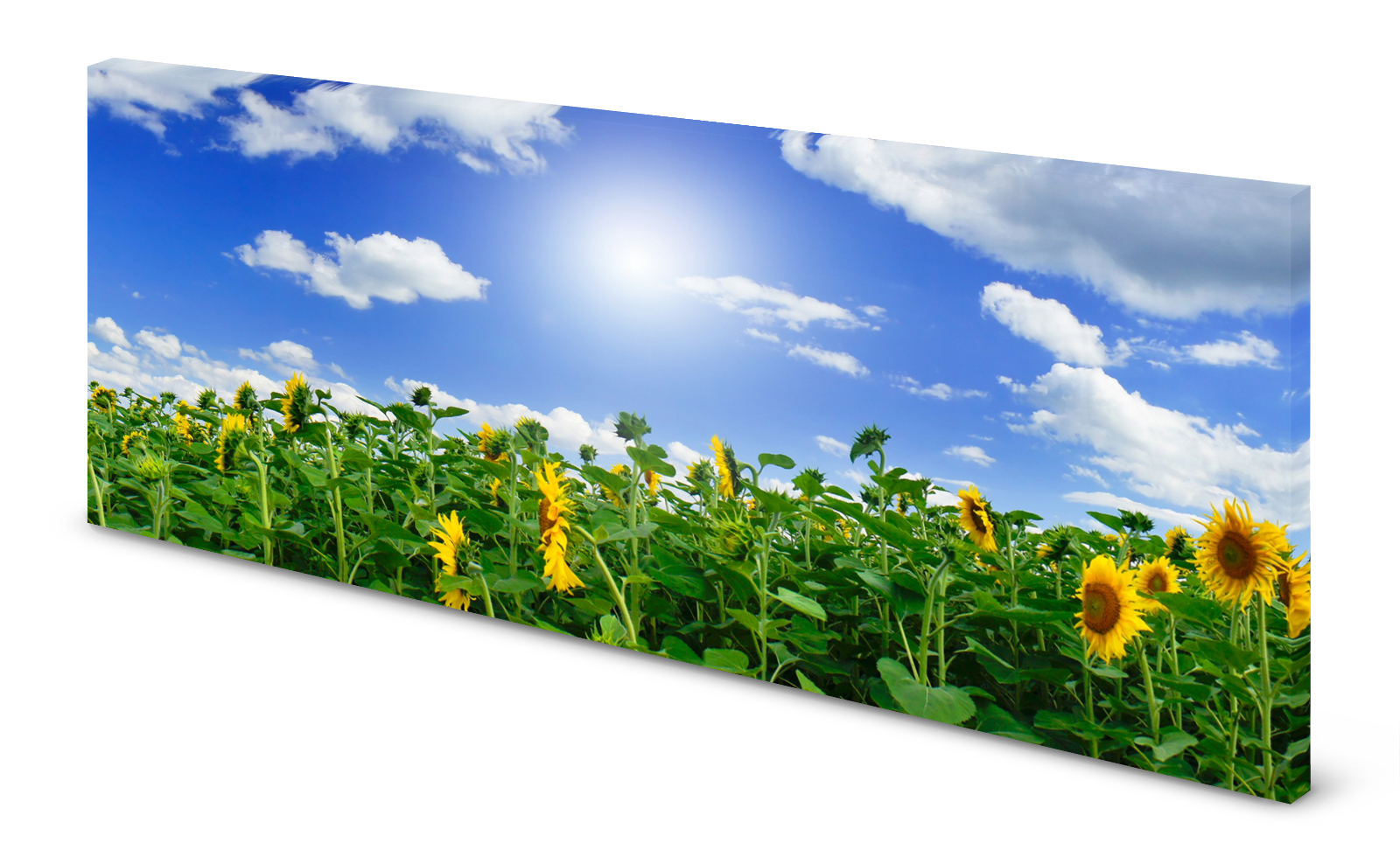 Magnettafel Pinnwand Bild Blumen Sonnenblumen Feld gekantet