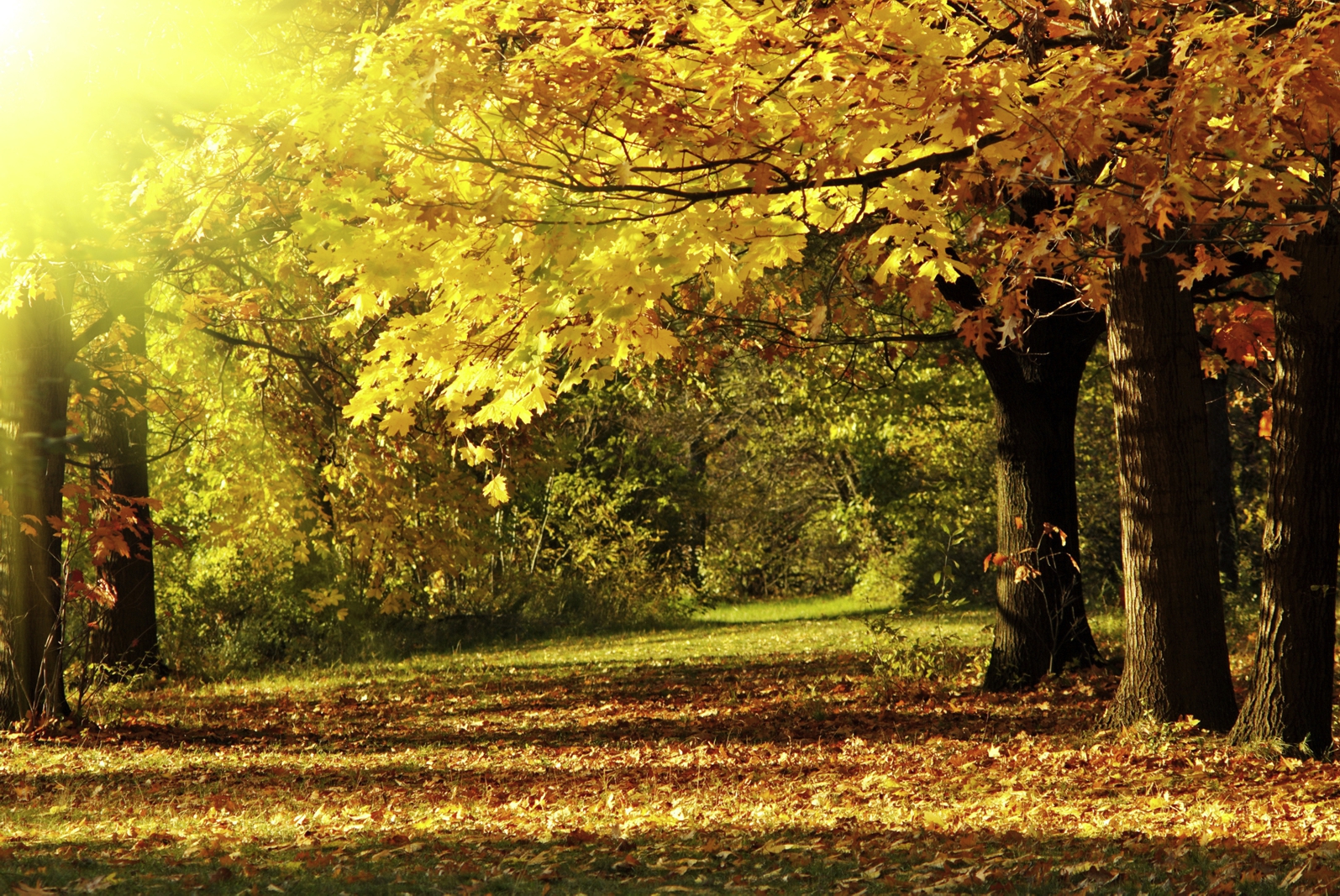 Magnettafel Pinnwand XXL Bild Natur Herbst Laub Baum