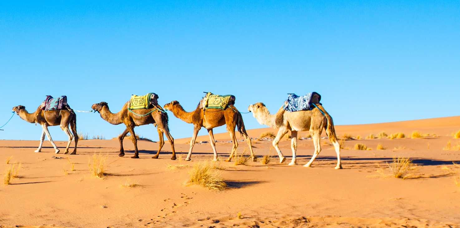Magnettafel Pinnwand Bild XXL Panorama Kamel Karawane Wüste