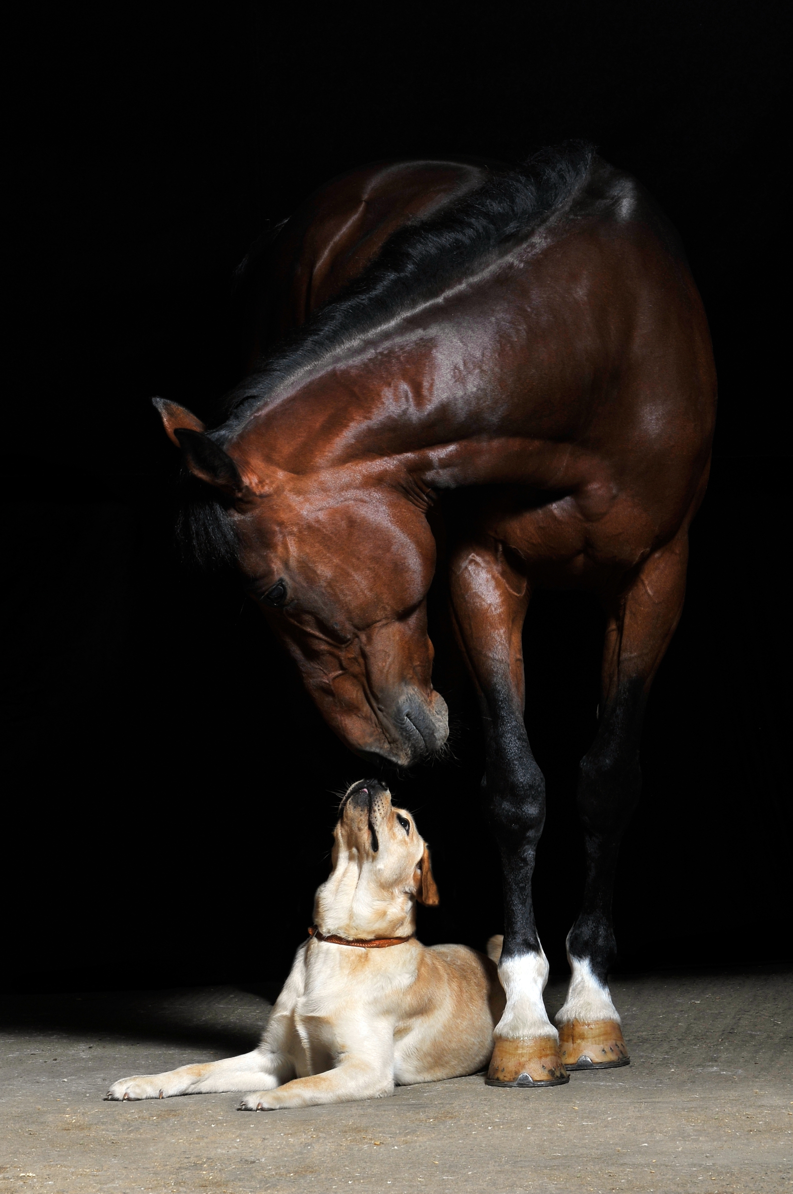 Leinwand Bild edel  Tiere Pferd & Hund Freunde