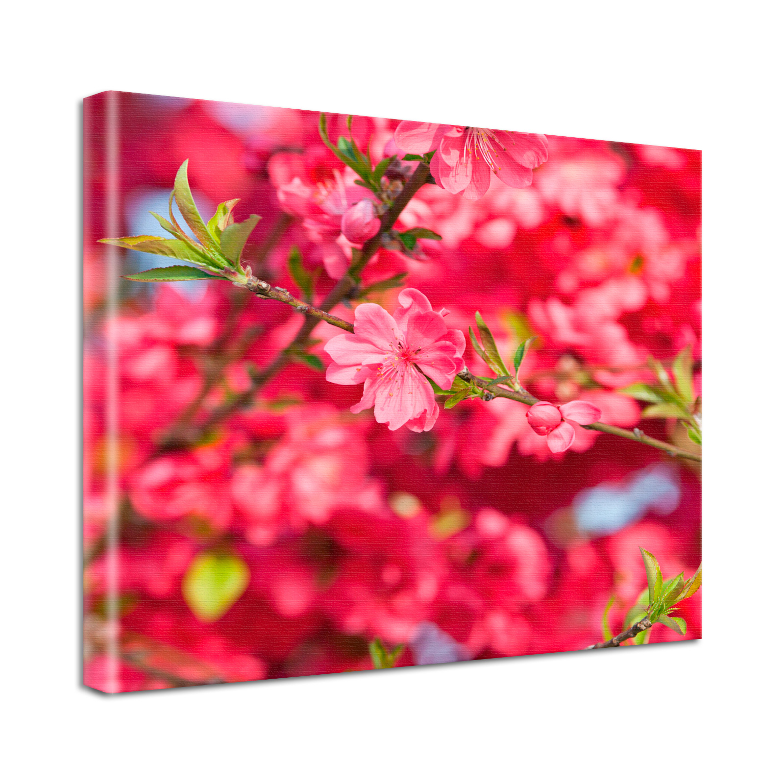 Leinwand Bild Natur & Blumen Blüten Zweig in pink
