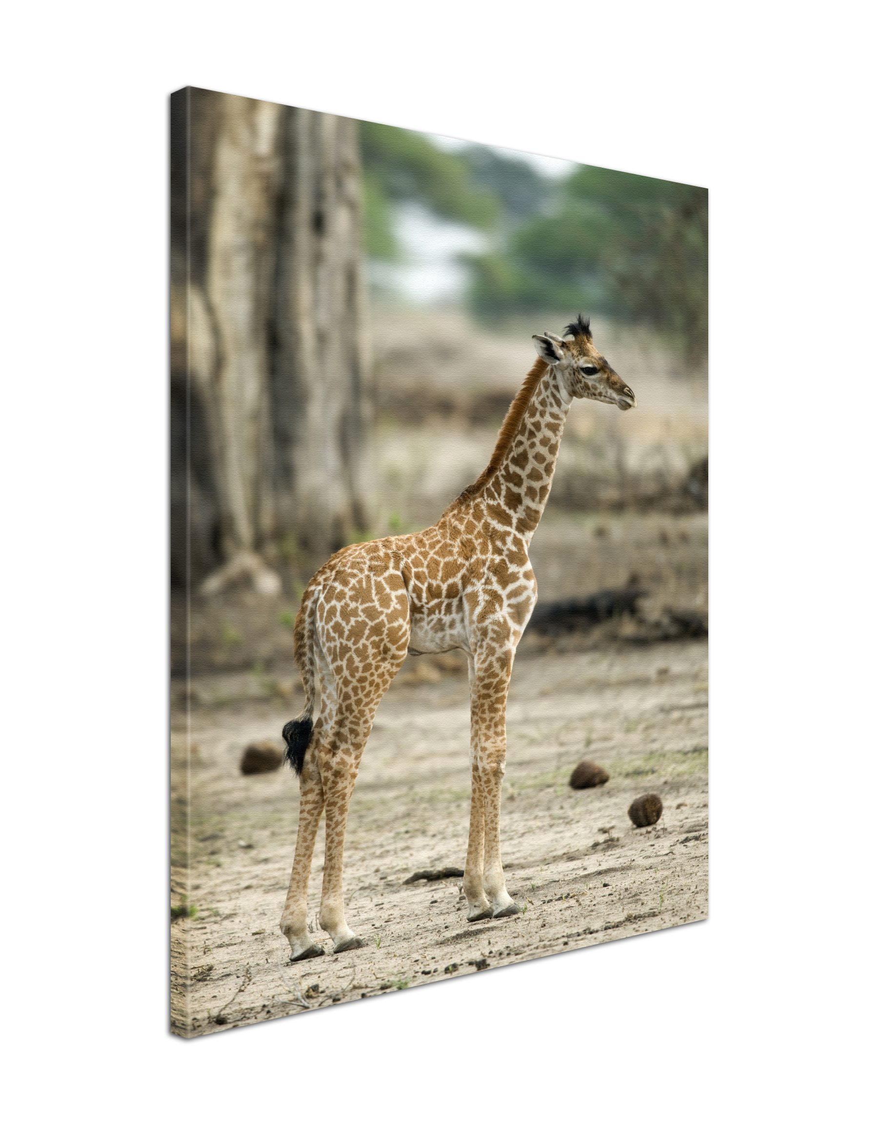 Leinwand Bild edel Tiere Giraffe Baby