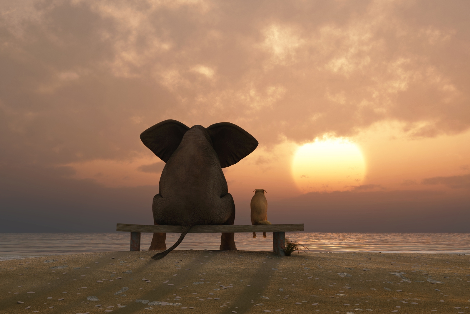 Magnettafel Pinnwand Magnetbild Elefant Hund Freundschaft