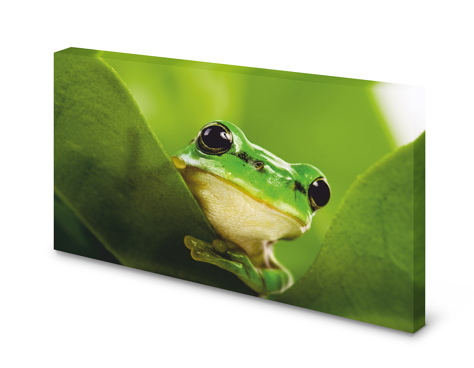 Magnettafel Pinnwand Bild   Frosch grün XXL gekantet