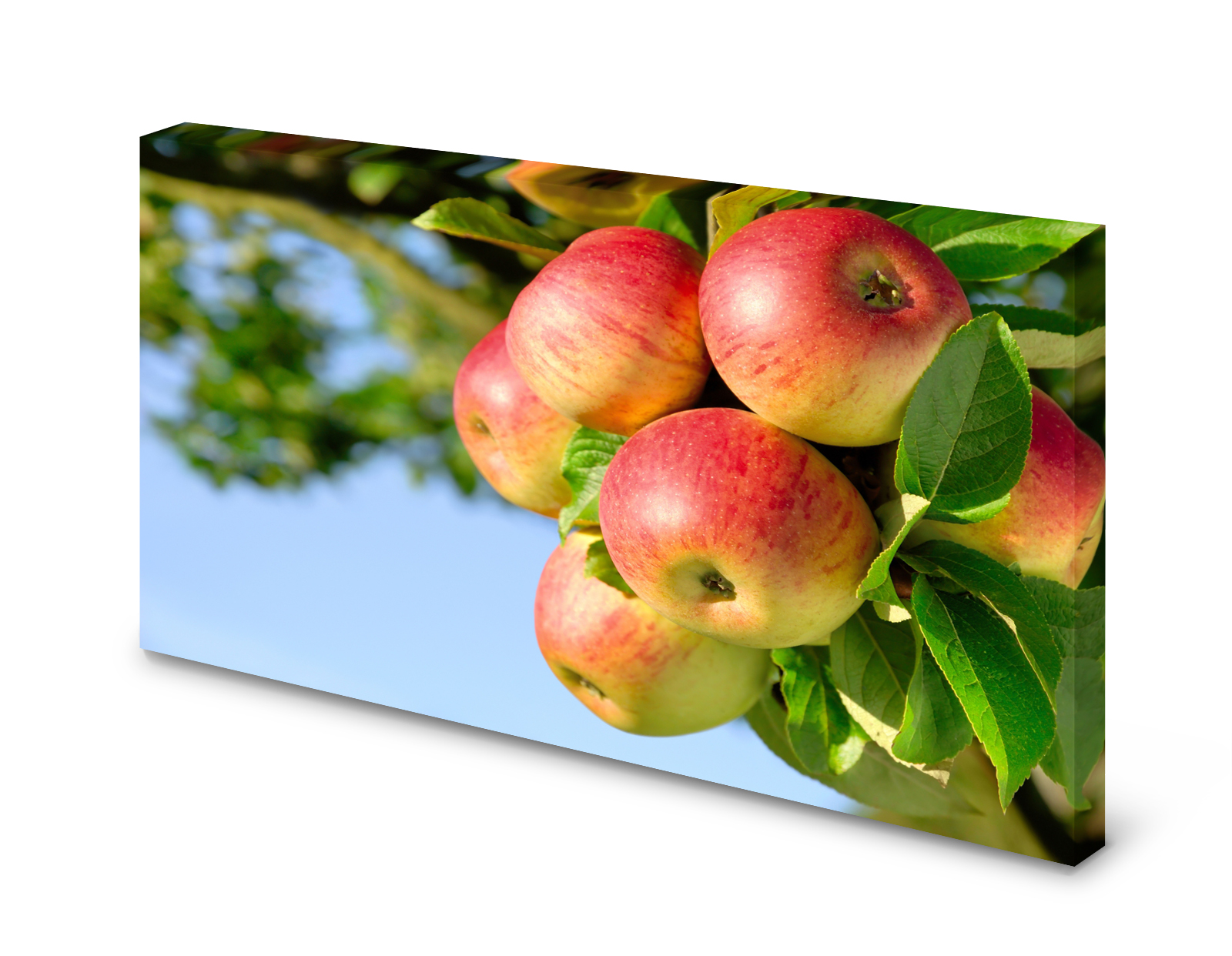 Magnettafel Pinnwand Bild Natur Apfel Äpfel Apfelbaum gekantet