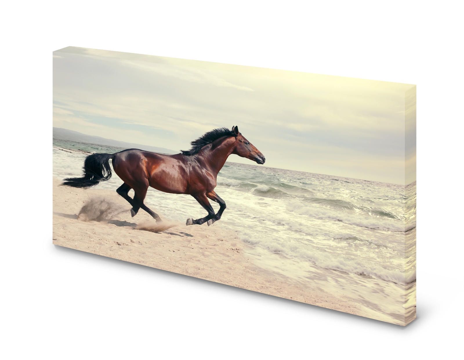 Magnettafel Pinnwand Bild Pferd Strand Meer Galopp gekantet