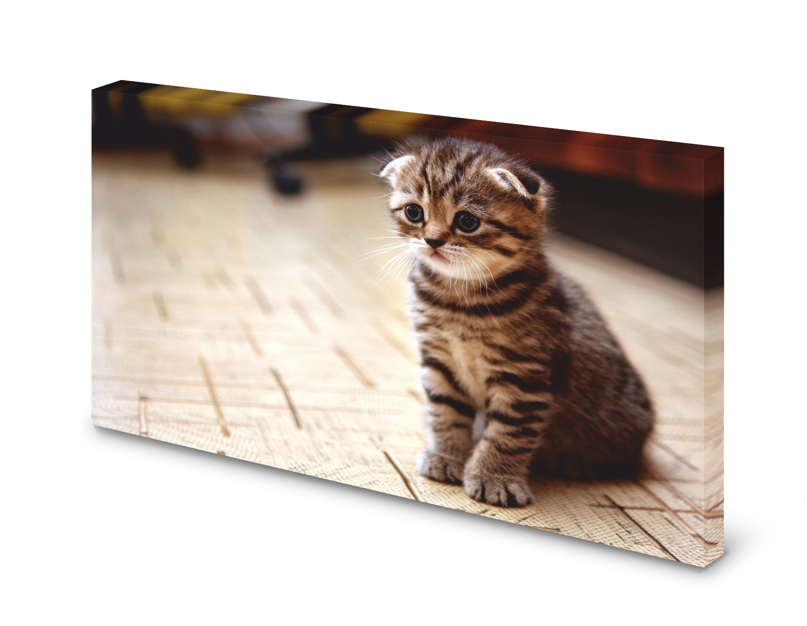 Magnettafel Pinnwand Bild Katze Faltohrkatze Babykatze gekantet