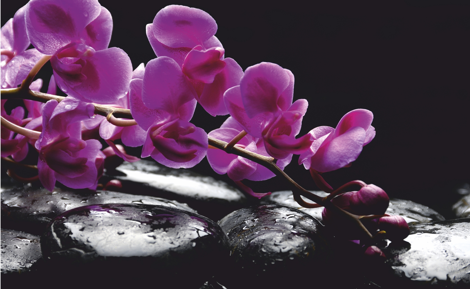Couchtisch mit Motiv Natur & Blumen Orchidee in lila & schwarze Steine