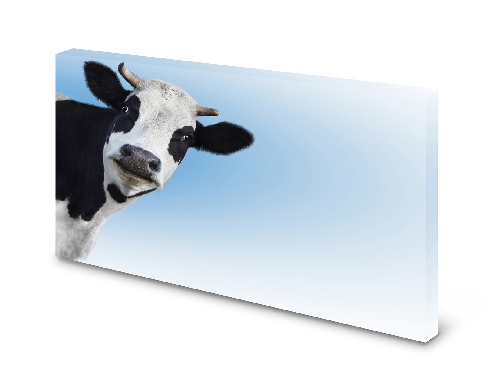 Magnettafel Pinnwand Bild   Kuh Holsteiner Rind XXL gekantet