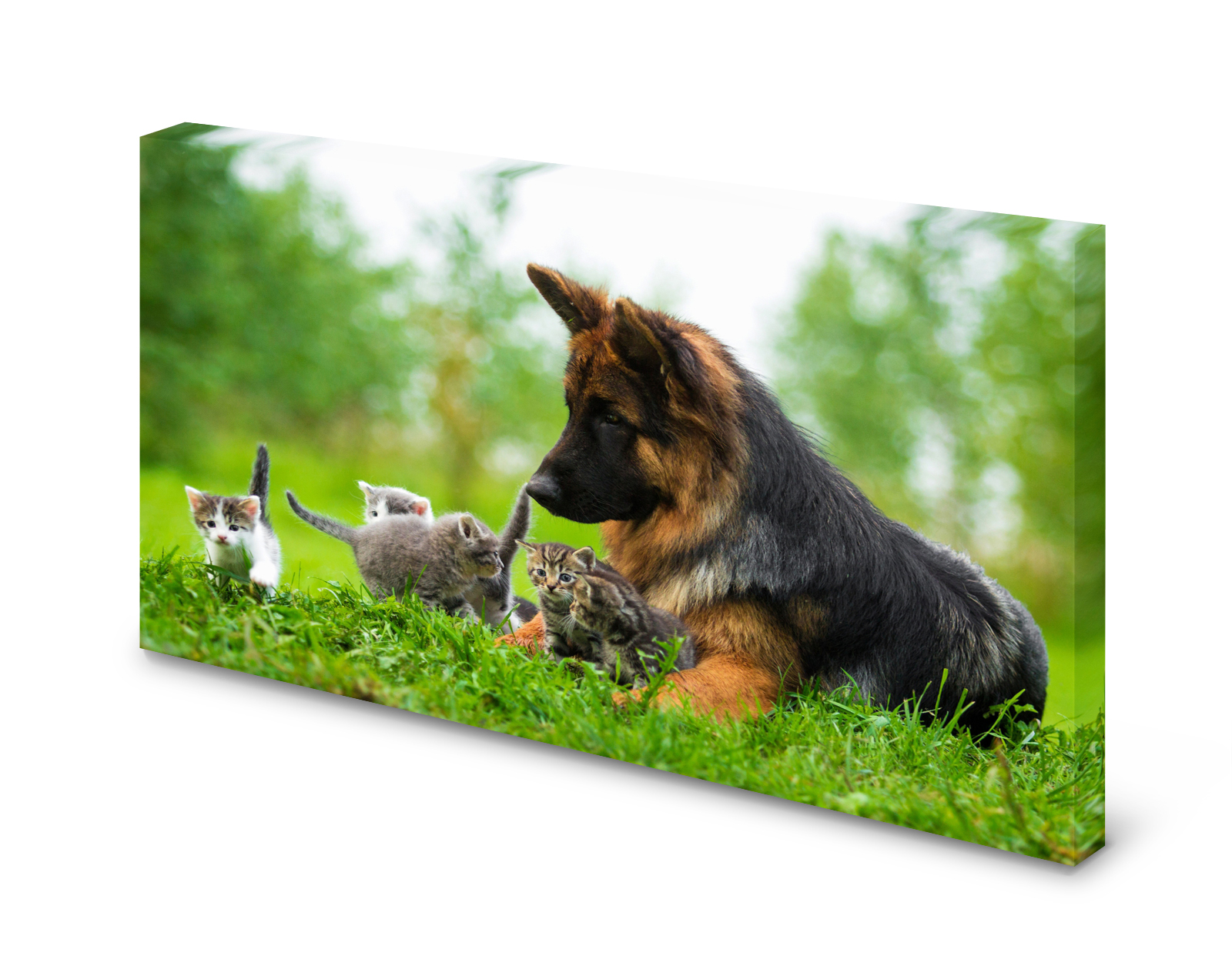 Magnettafel Pinnwand Bild Schäferhund Katze gekantet