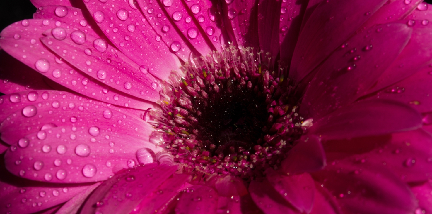 Magnettafel Pinnwand Bild XXL Panorama Blume Floral pink magenta