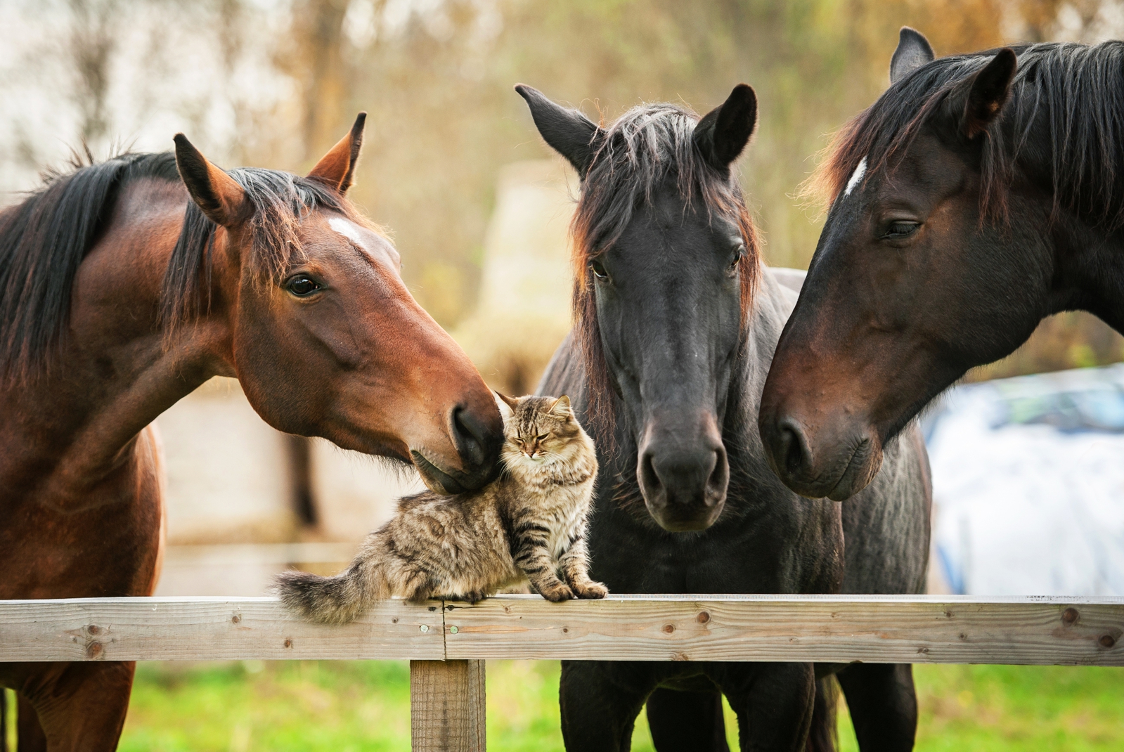Magnettafel Pinnwand Magnetbild Pferde Katze Freunde