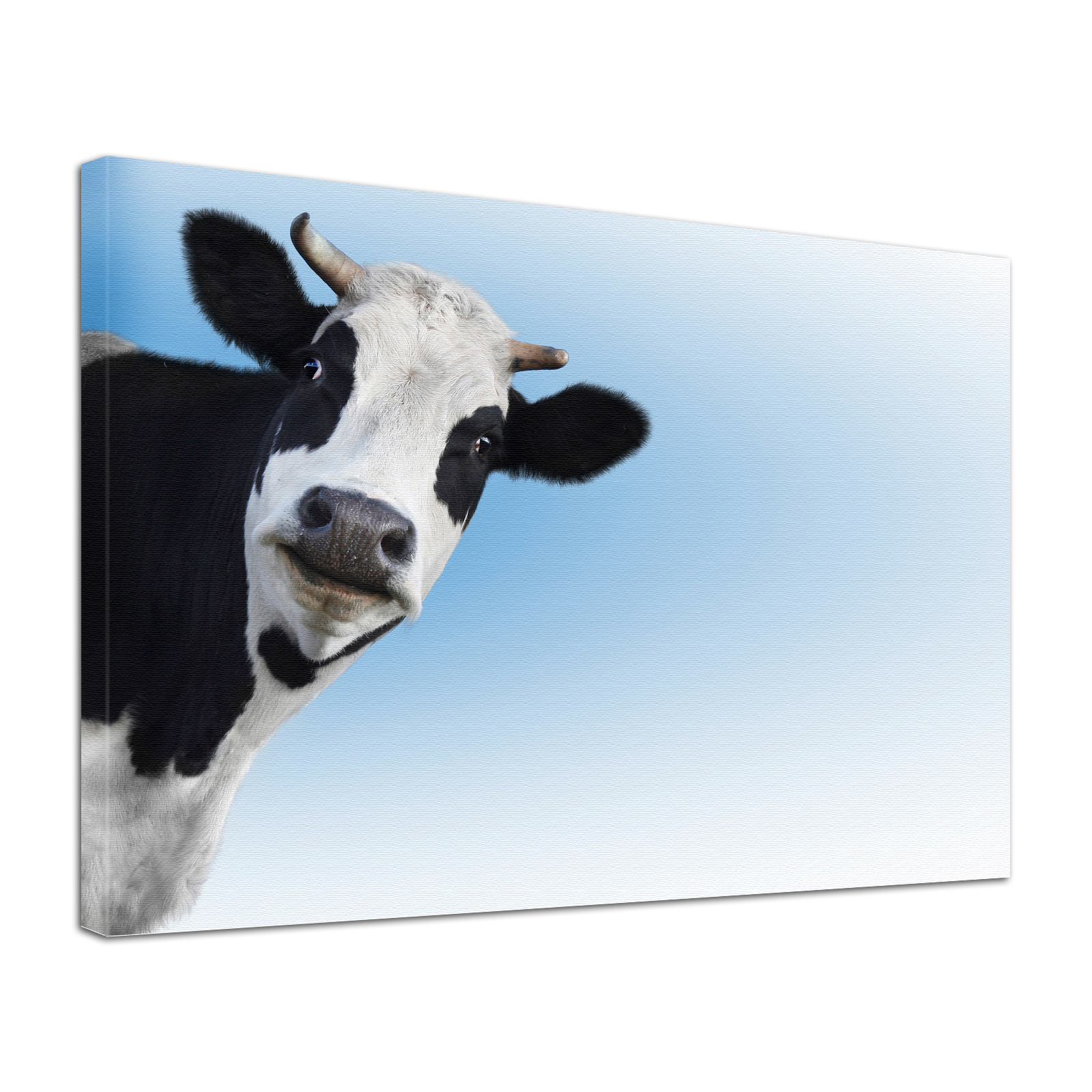 Leinwand Bild edel Tiere Kuh Holsteiner
