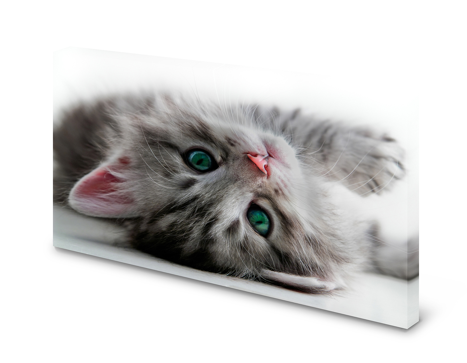 Magnettafel Pinnwand Bild Katze Katzenbaby Kitten XXL gekantet