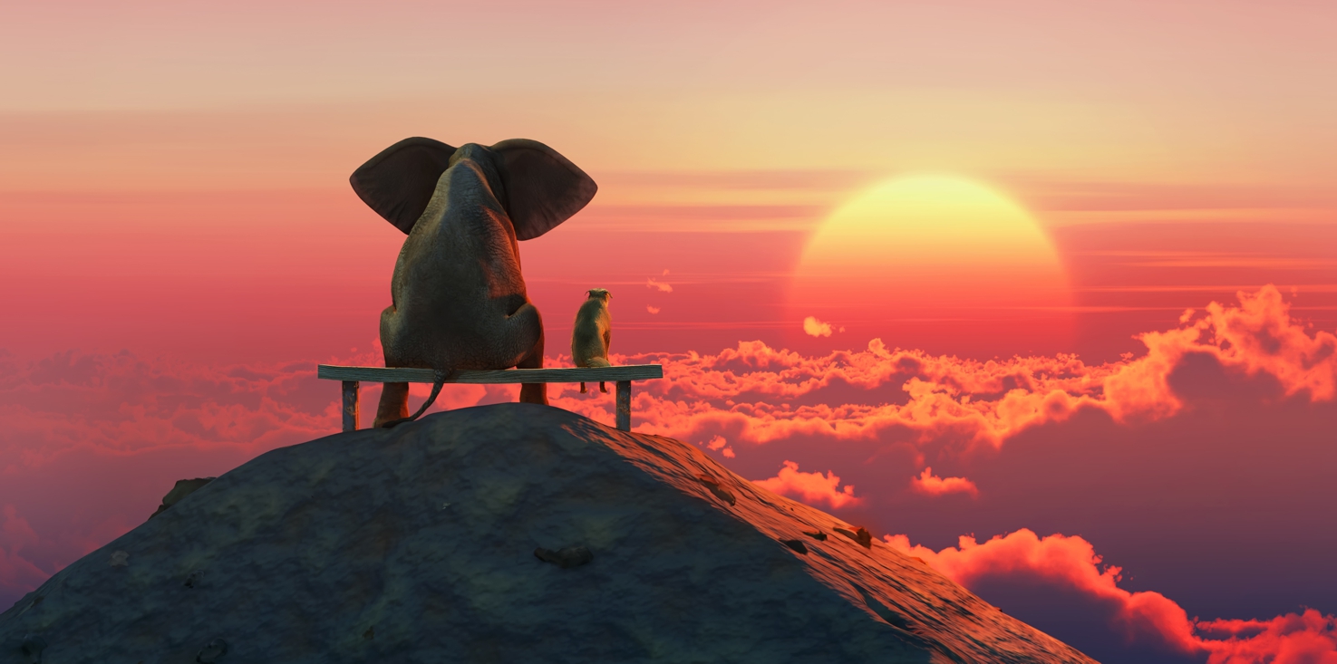 Magnettafel Pinnwand Bild Elefant Hund Freunde Sonnenaufgang