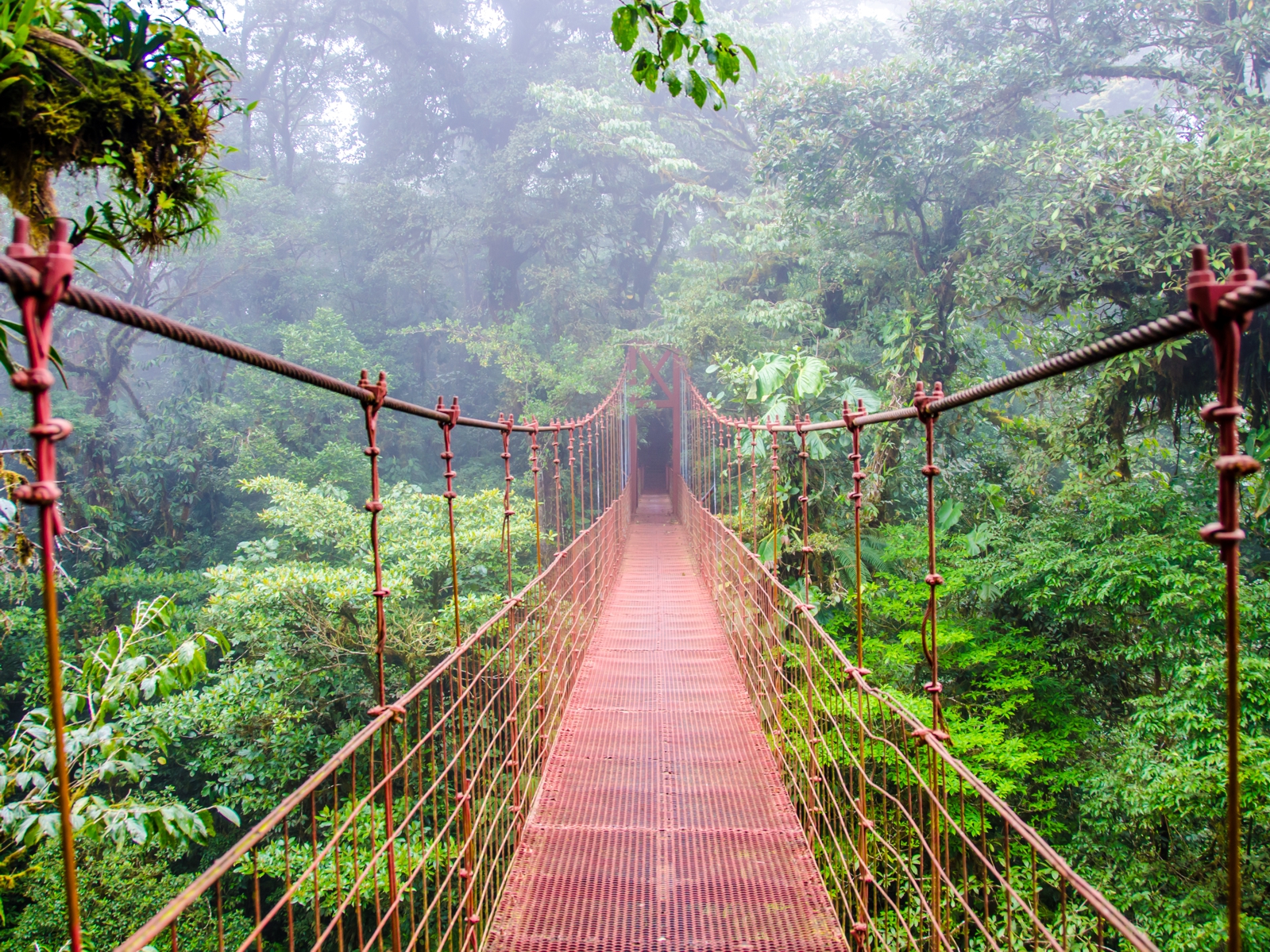 Vliestapete Poster Fototapete Brücke im Regenwald Costa Rica