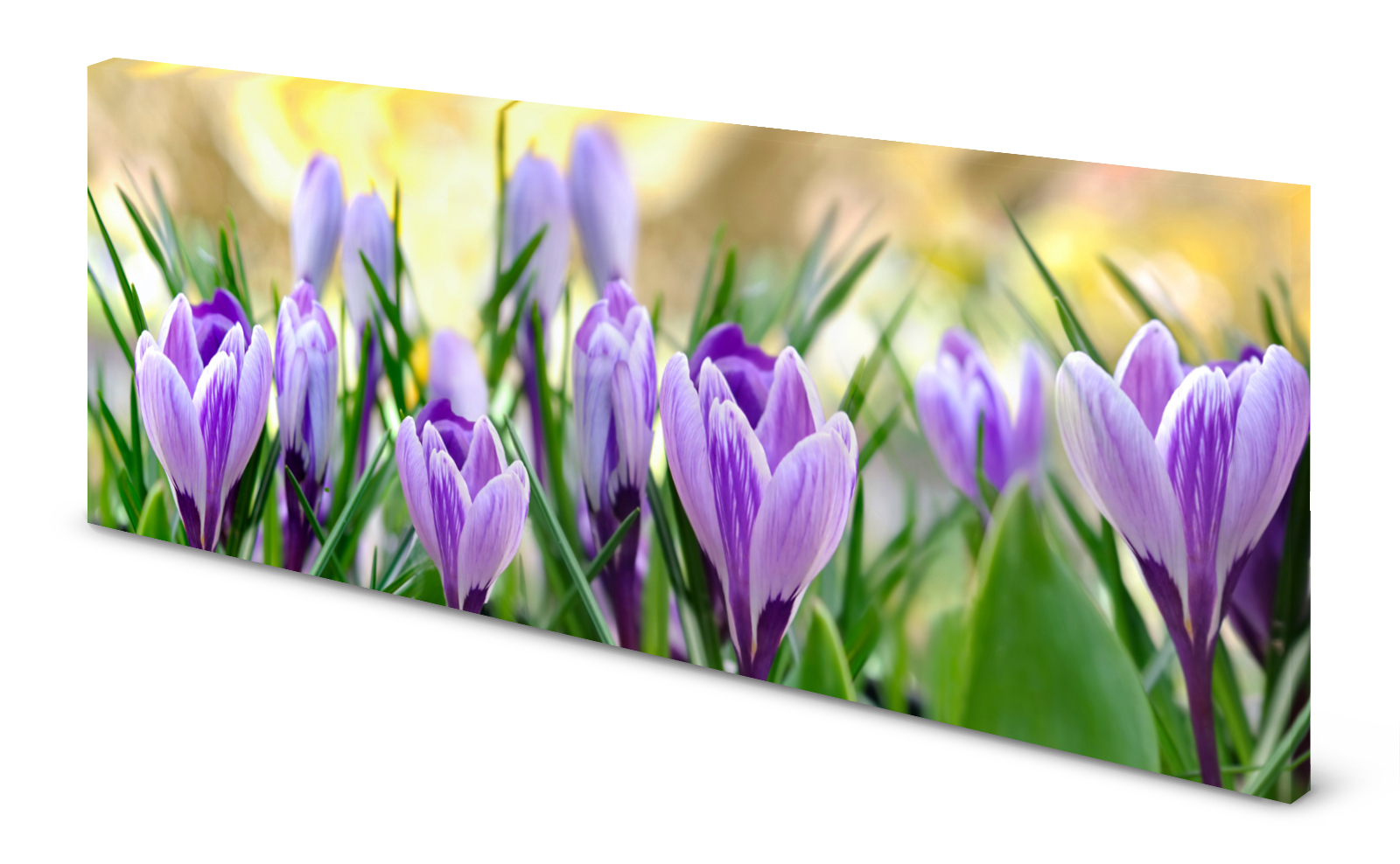 Magnettafel Pinnwand Bild Blumen Krokusse lila gekantet
