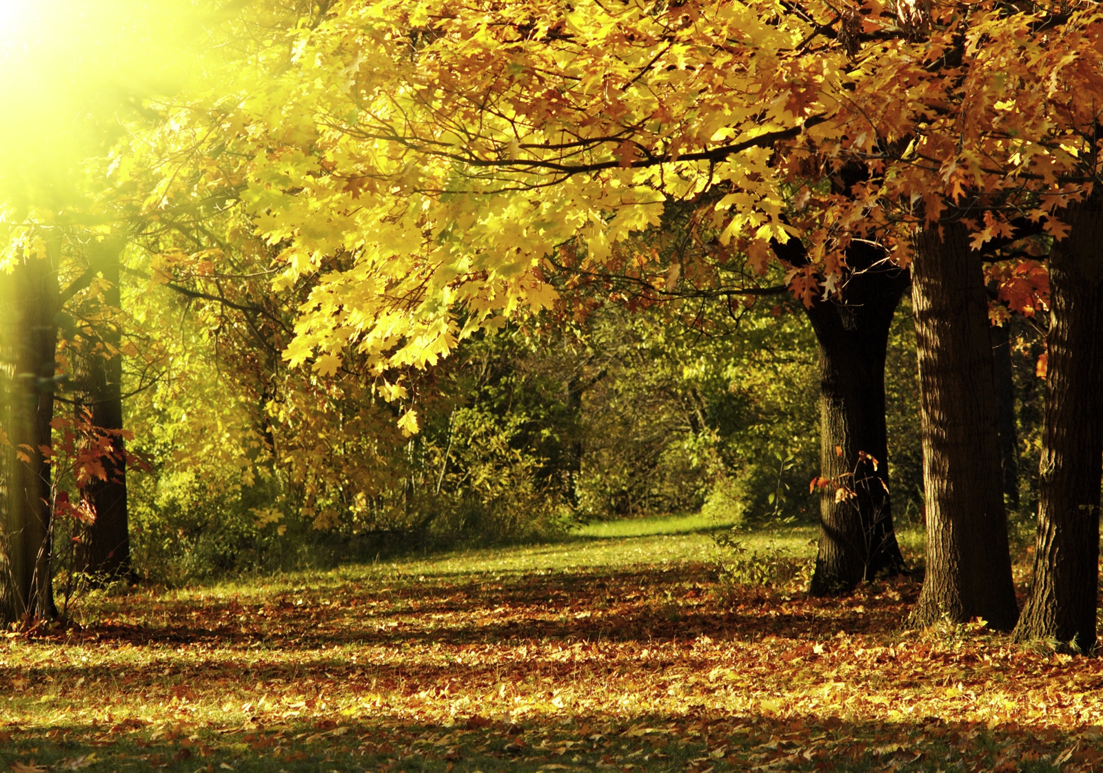 XXL Poster Fototapete Tapete Vlies Natur Wald im Herbst selbstklebend oder normal