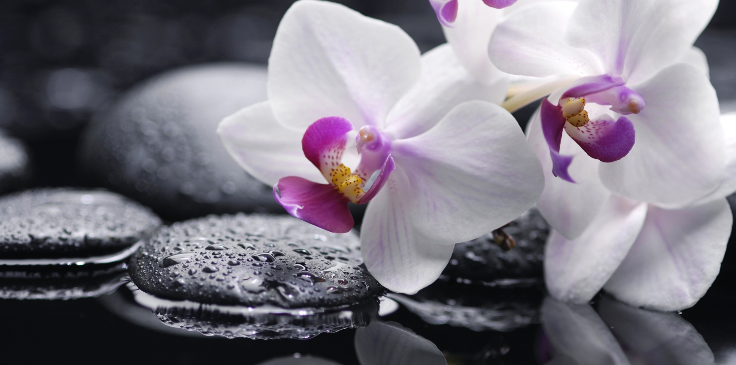 Magnettafel Pinnwand Bild XXL Panorama Orchideen weiß Zen Steine