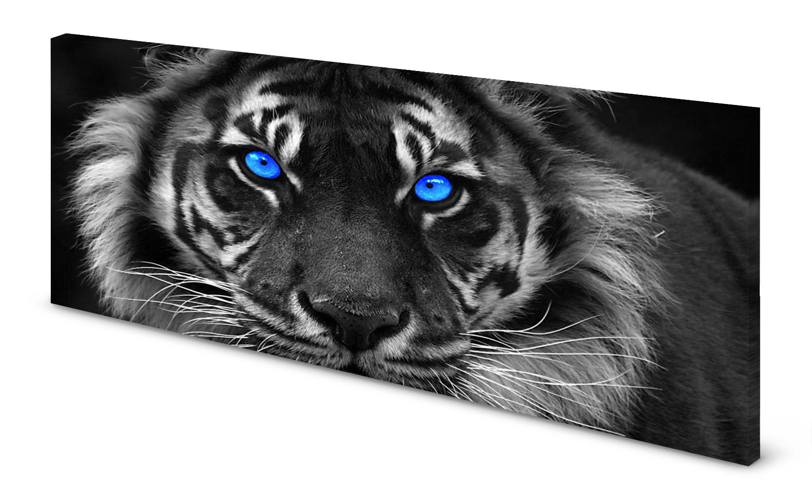 Magnettafel Pinnwand Bild Panorama Tiger Tigeraugen gekantet