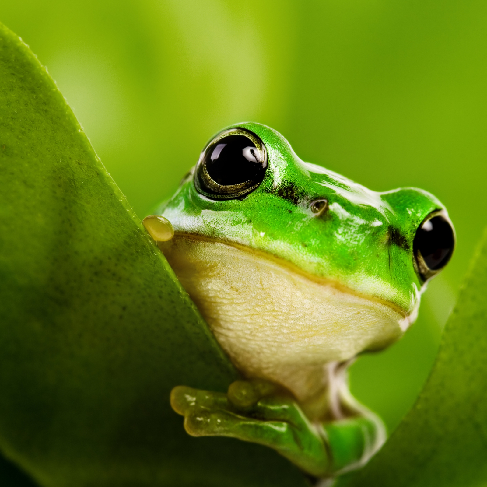 Beistelltisch Couchtisch mit Motiv Tiere Frosch in grün