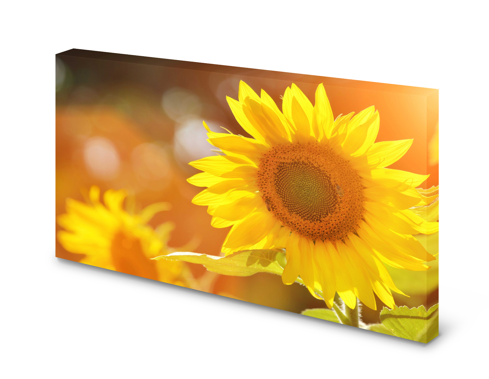 Magnettafel Pinnwand Bild Blumen Sonnenblumen Sonne