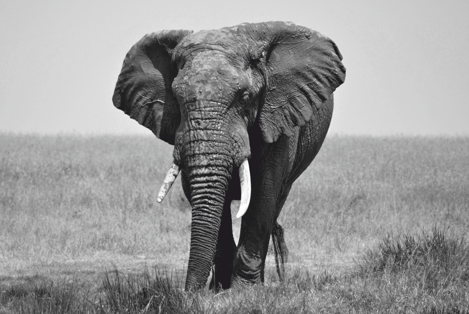 Magnettafel Pinnwand XXL Bild Elefant Elefantenbulle