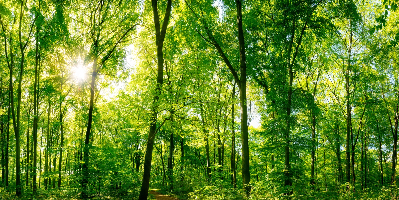 Vlies Tapete Poster XXL Fototapete Natur Wald Lichtung Bäume