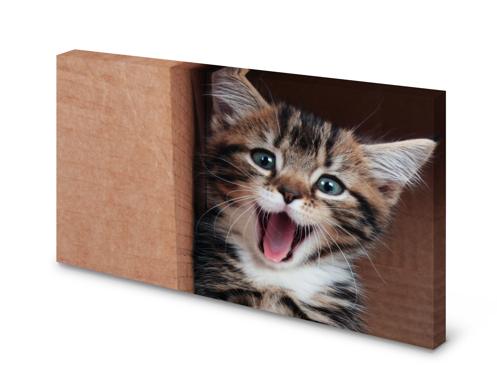 Magnettafel Pinnwand Bild Katze Babykatze Katzenjunges