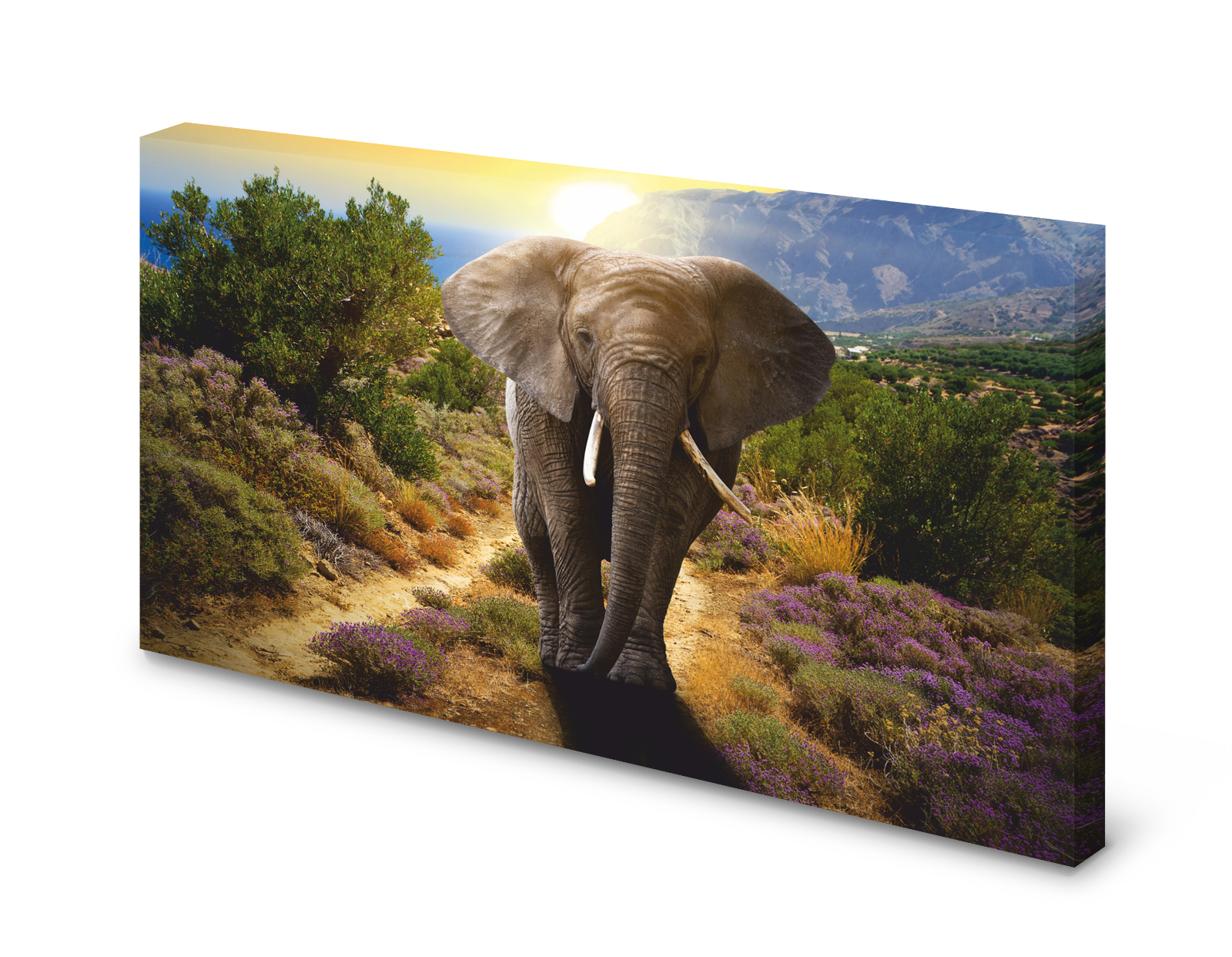 Magnettafel Pinnwand Bild Elefant Elefantenbulle XXL gekantet